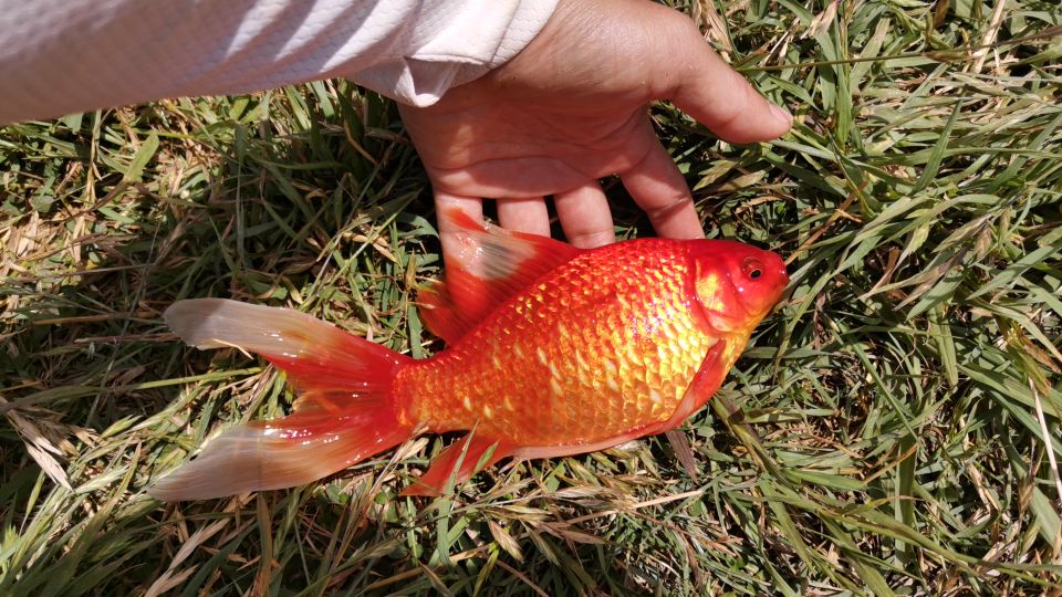 昆明周边钓青鱼的水库,昆明附近不收费的野钓塘