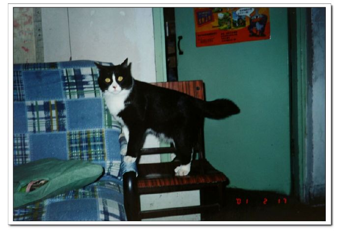 中国从古至今养猫的历史,各个时期猫对比图片