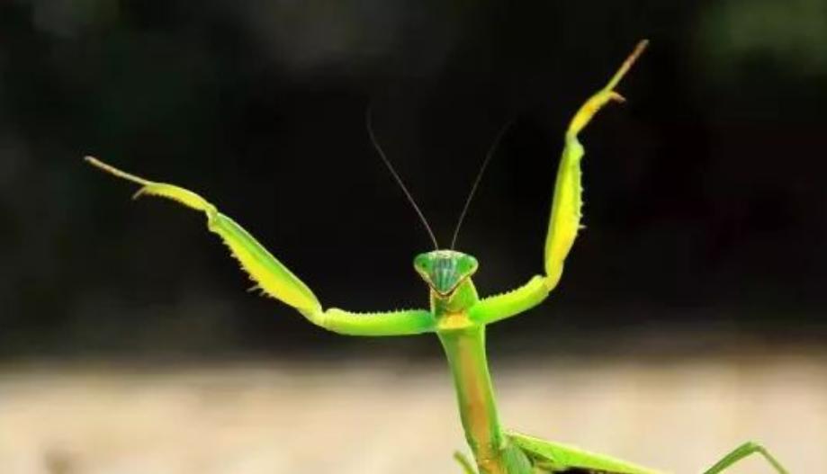 于海谈李连杰和吴京,于海吴京李连杰师傅