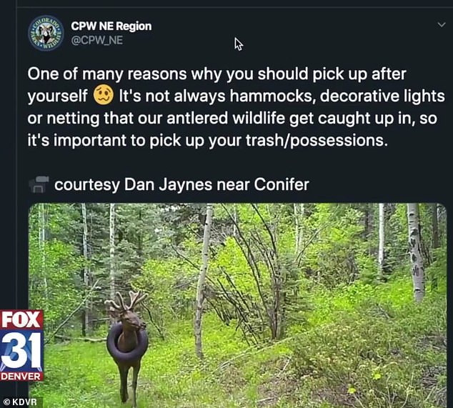 美国麋鹿,美国麋鹿的真实视频