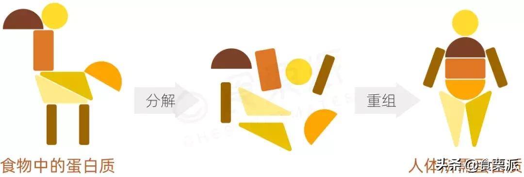 蛋白质和优质蛋白的区别,哪些蛋白质是优质蛋白