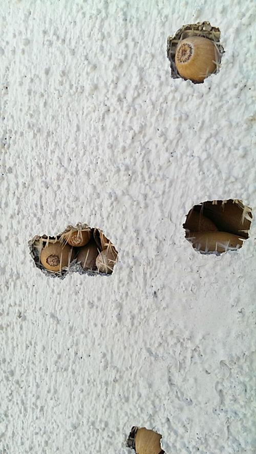 出差回来看见门上全是洞，主人一头问号：这是招谁惹谁了？