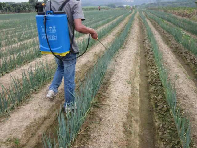 大葱葱白腐烂、死亡，是葱小菌核病在作怪，对症下药，轻松解决