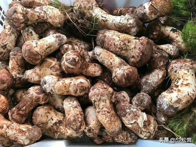 松茸和松茸菌一样吗,松茸菌跟松茸有区别