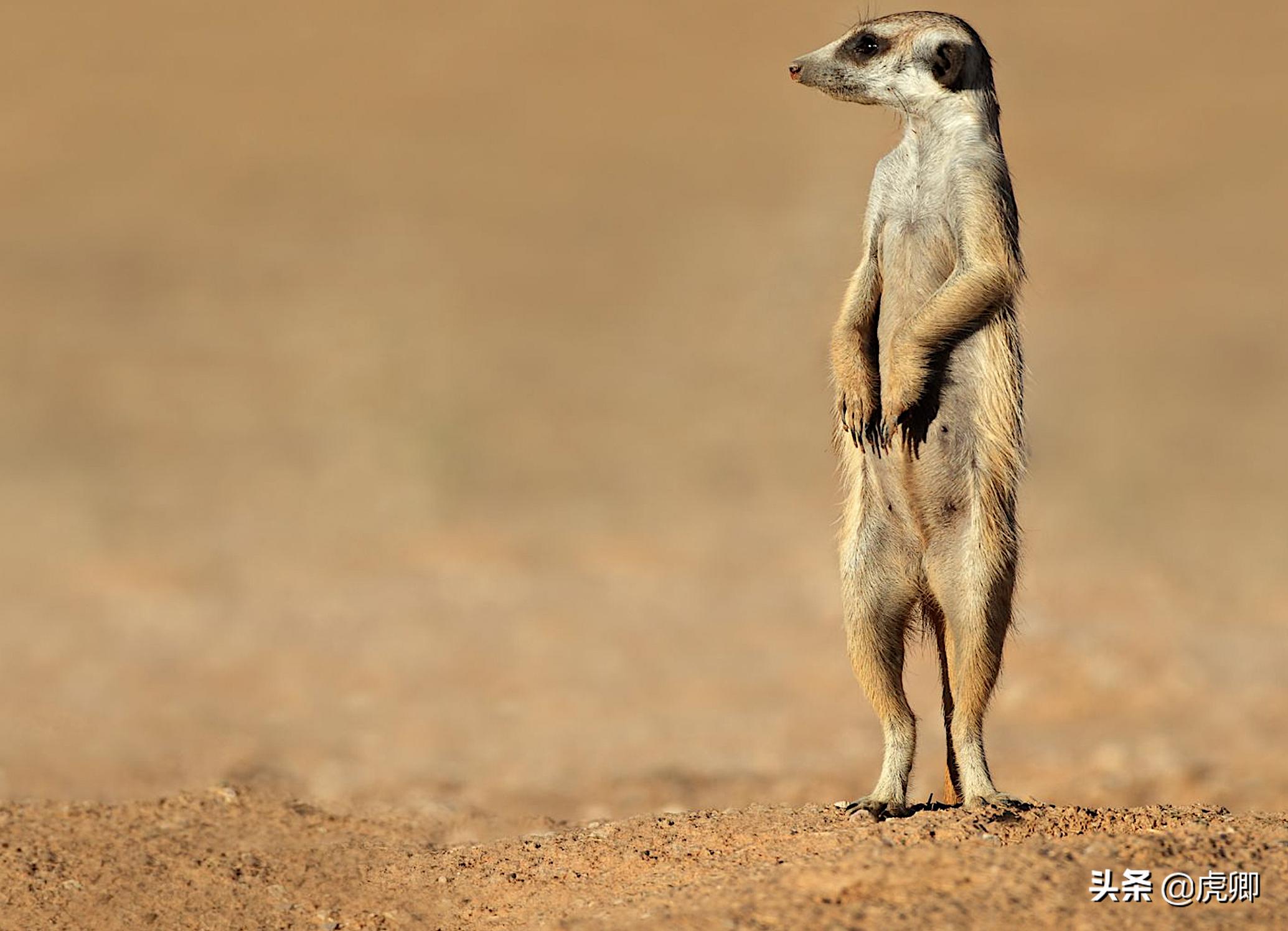狐獴女王独揽生殖权,生产70子女,女儿篡位后如何处置母亲?