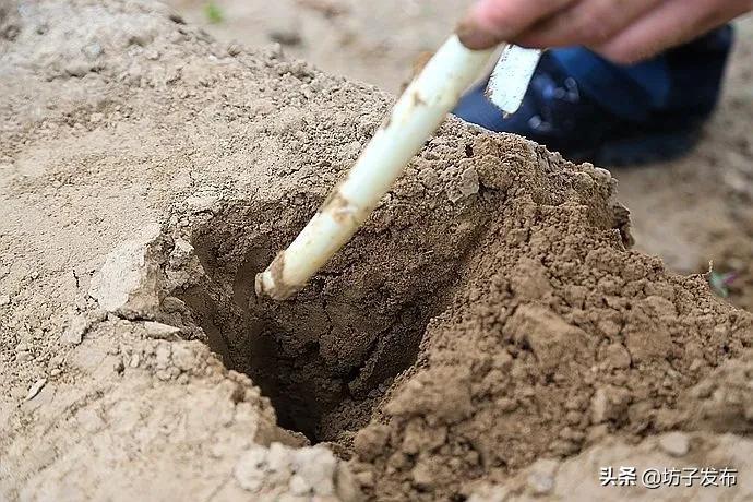 鎴戜滑鏉ュ埌浜嗕腑鍥界殑鑺︾瑡涔嬩埂,鍧婂瓙鑺︾瑡