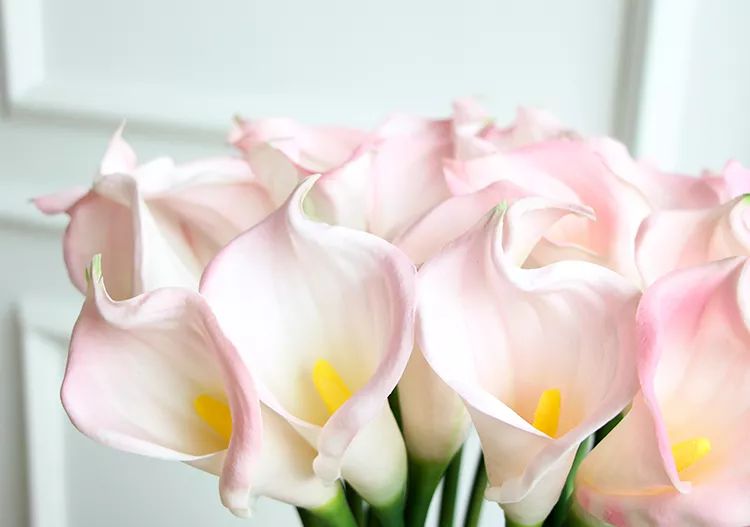 马蹄莲的种植方法,马蹄莲的种植指南