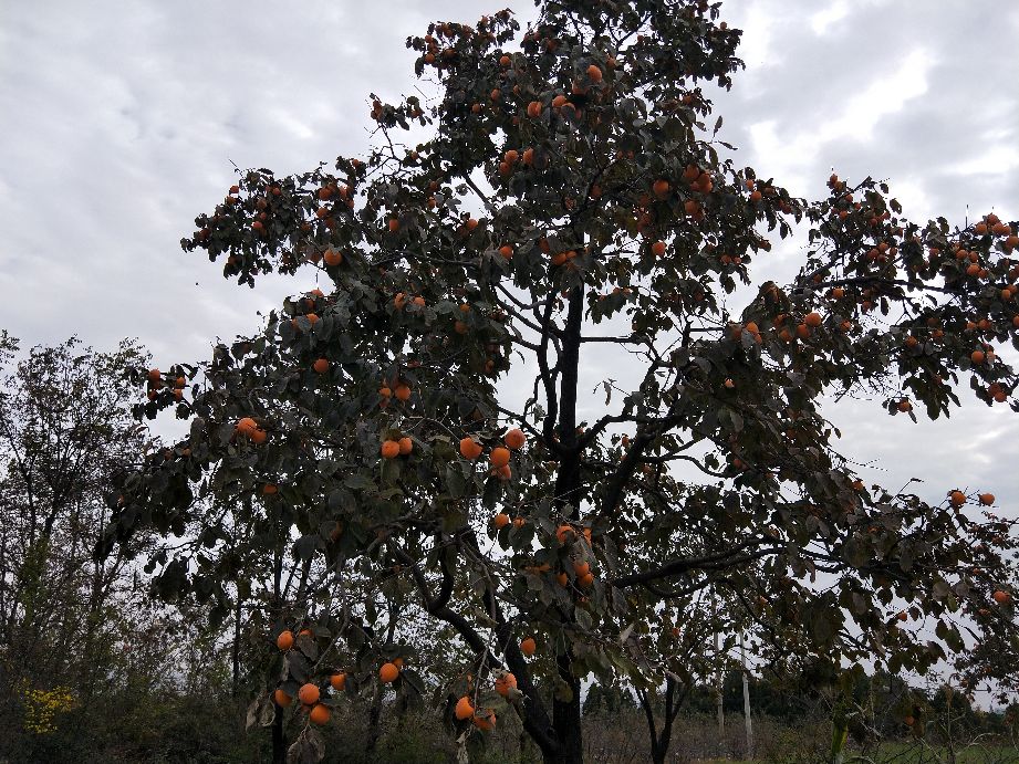 采摘柿子过程,柿子采摘方法介绍