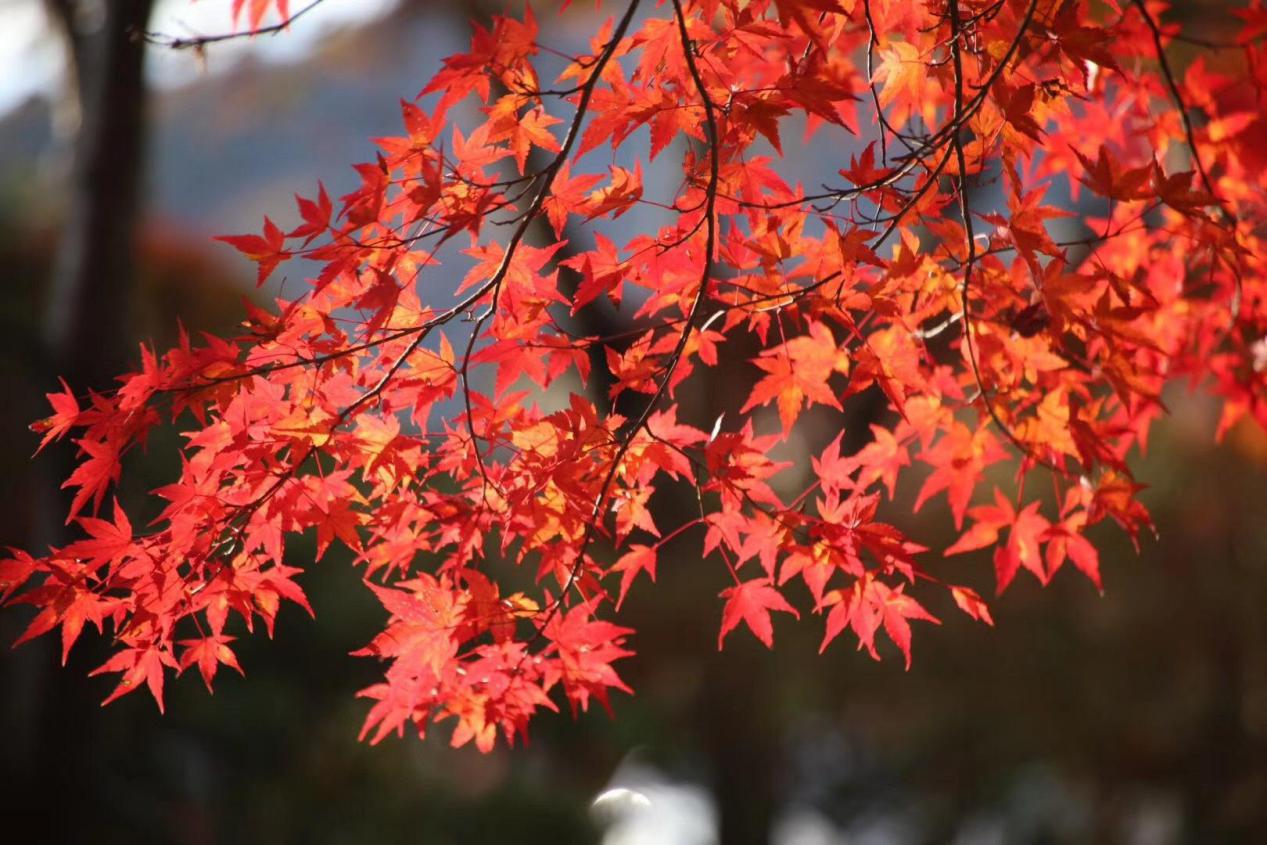 武汉红叶最美景点,武汉红枫叶最佳地方有哪些