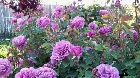 玫瑰花有哪些品种,玫瑰花有哪些品种大全