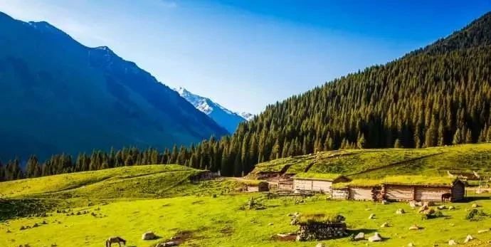 梵高画不出的向日葵,梵高画中的风景