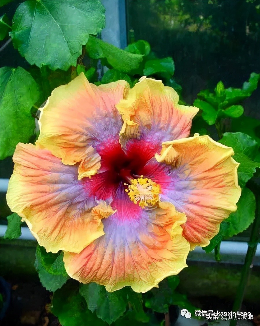 大红花和扶桑木槿有什么区别,木槿花和扶桑花哪个品种好