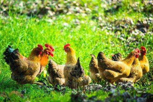 养的鸡白天精神正常，晚上睡觉就出现死亡？这种情况你有遇到吗？