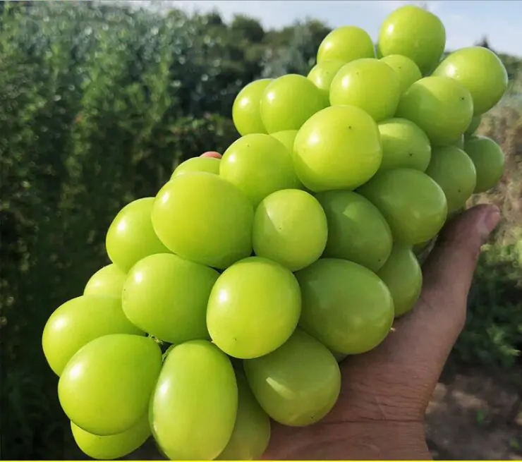 秋天扦插花苗,秋天扦插的小苗