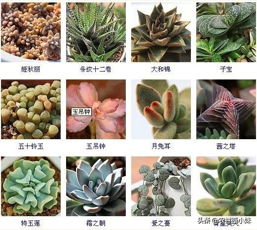 144种常见多肉植物品种名称图鉴,500种多肉植物名称大全