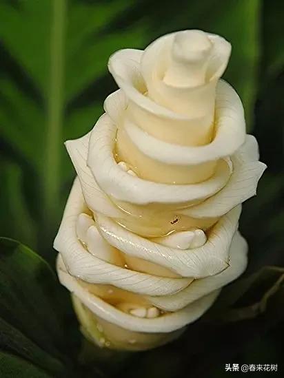 神奇的植物图片及介绍大全,十大最好的神奇植物