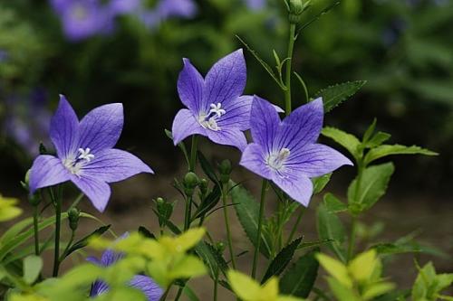 钃濈传鑹茬殑鑺辨湁鍑犵,10绉嶈秴缇庣殑娴呯传鑹茶姳