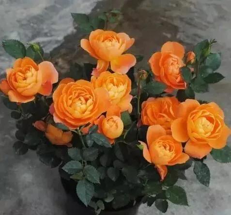 三月最适合种什么花？照着下面养准不会错！好养又好看，满屋飘香