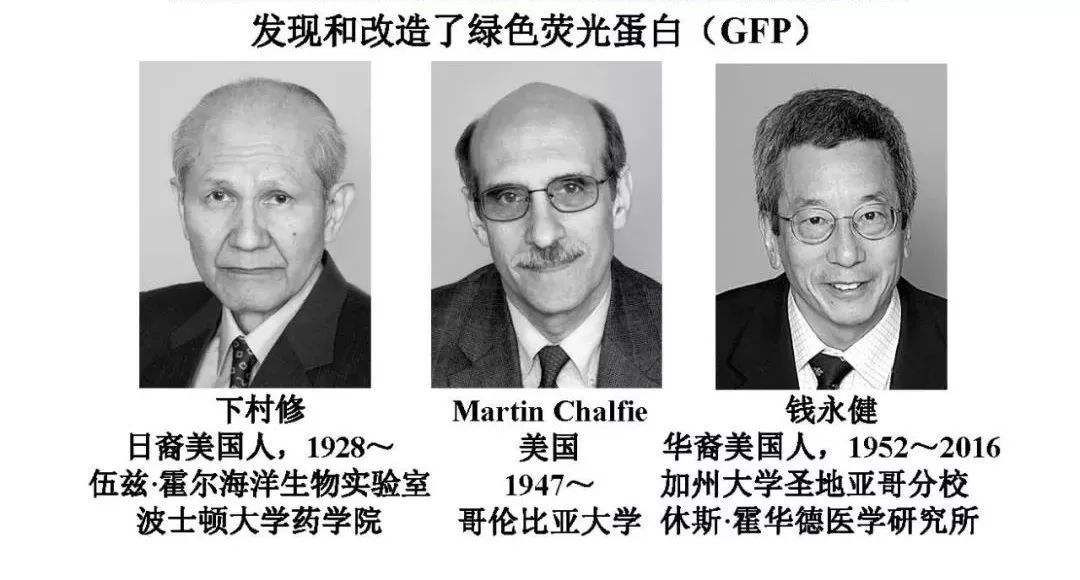 荧光蛋白发光激发,荧光蛋白在生命科学领域中的应用