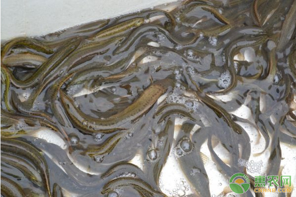 随州稻田泥鳅养殖技术,每日农经稻田养殖泥鳅和青蛙