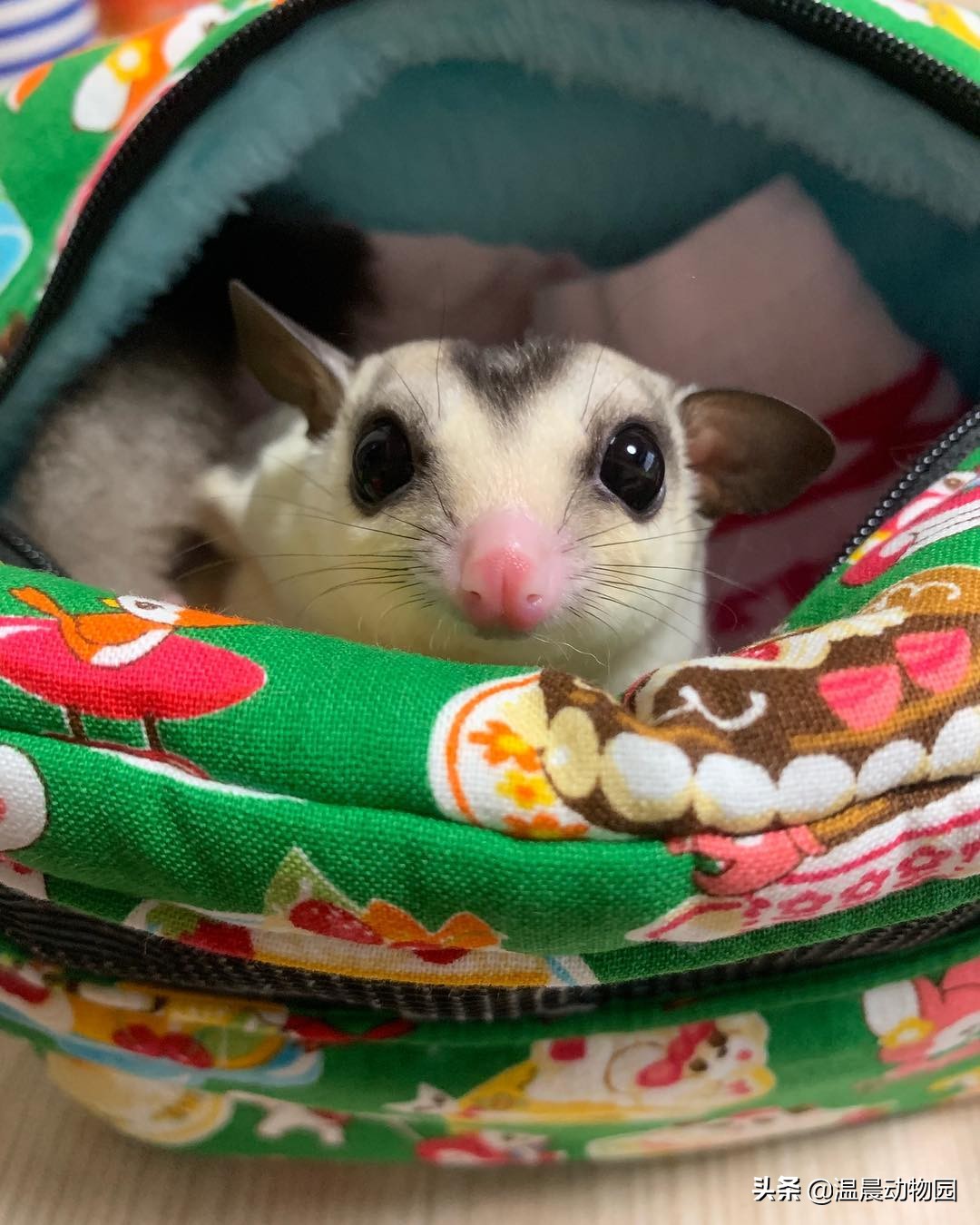 蜜袋鼯散养好吗,蜜袋鼯合法吗