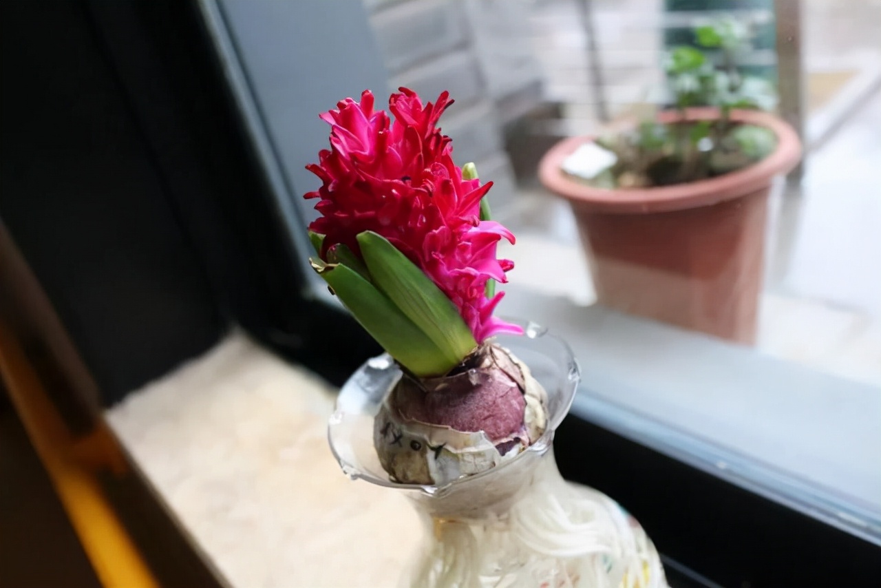 适合四季养殖的水培植物,冬天干旱种什么最好养