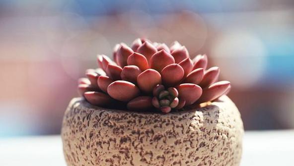 没有服盆的多肉严重缺水怎么补救,多肉吉娃娃叶片总是软软的不服盆