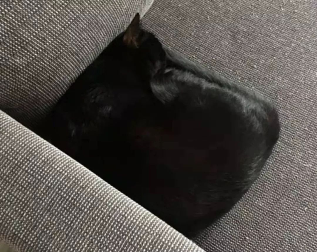 一张图证明猫是液体,众所周知猫是液体的宠物