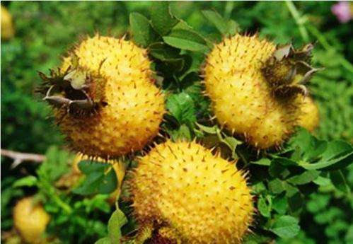 万源酵素的功效和作用,万源佳酵素的作用与功效