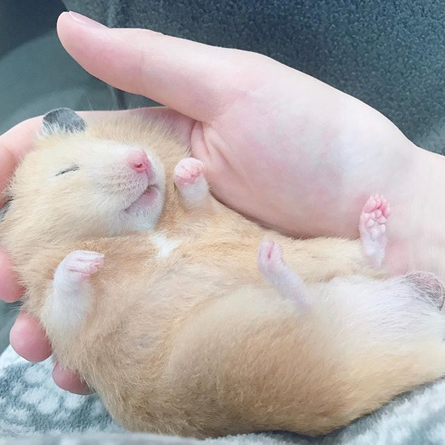 仓鼠睡觉时要注意的几件事,仓鼠睡眠不足吃什么