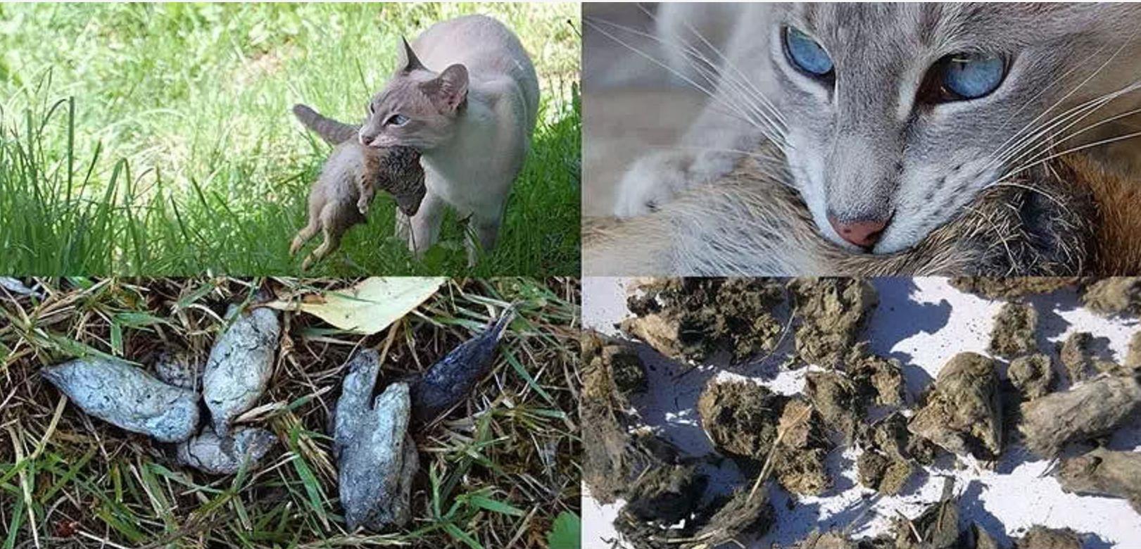 猫咪为什么不能吃骨头,猫为什么要让猫咪吃骨头