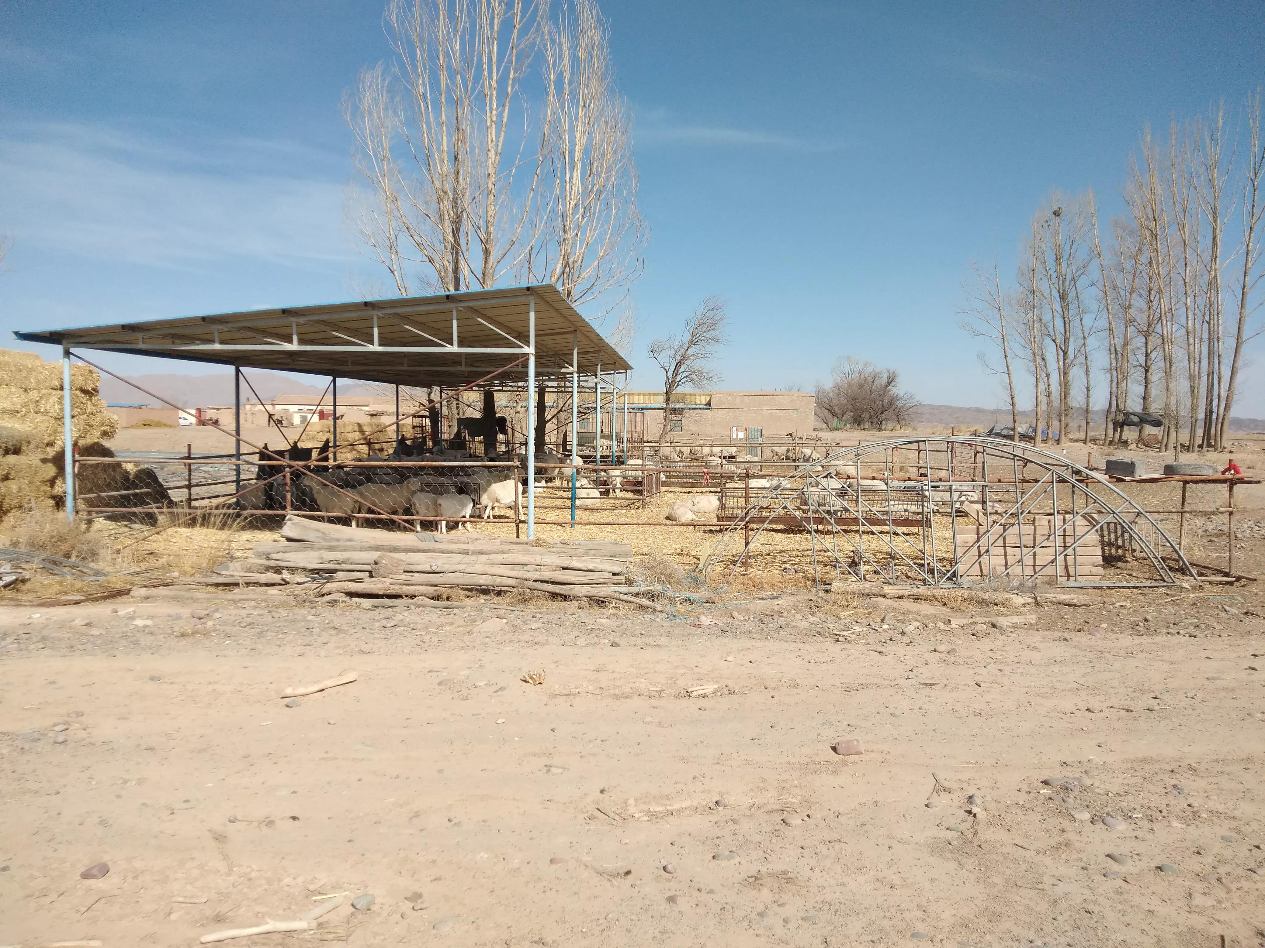 养一只大母羊一年的利润多少,一只母羊一年能赚1000