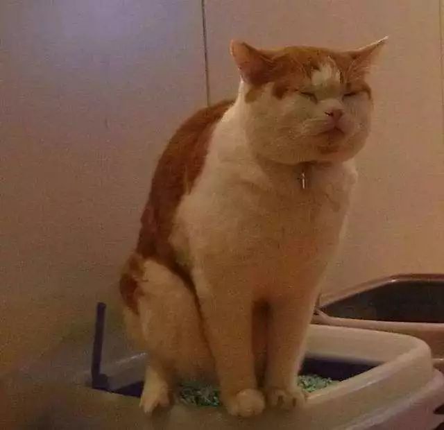 幼猫会用猫砂盆为什么还尿床呢,猫会用猫砂尿床怎么纠正