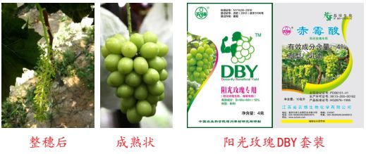 现在种植什么葡萄最赚钱,葡萄产业赚钱项目