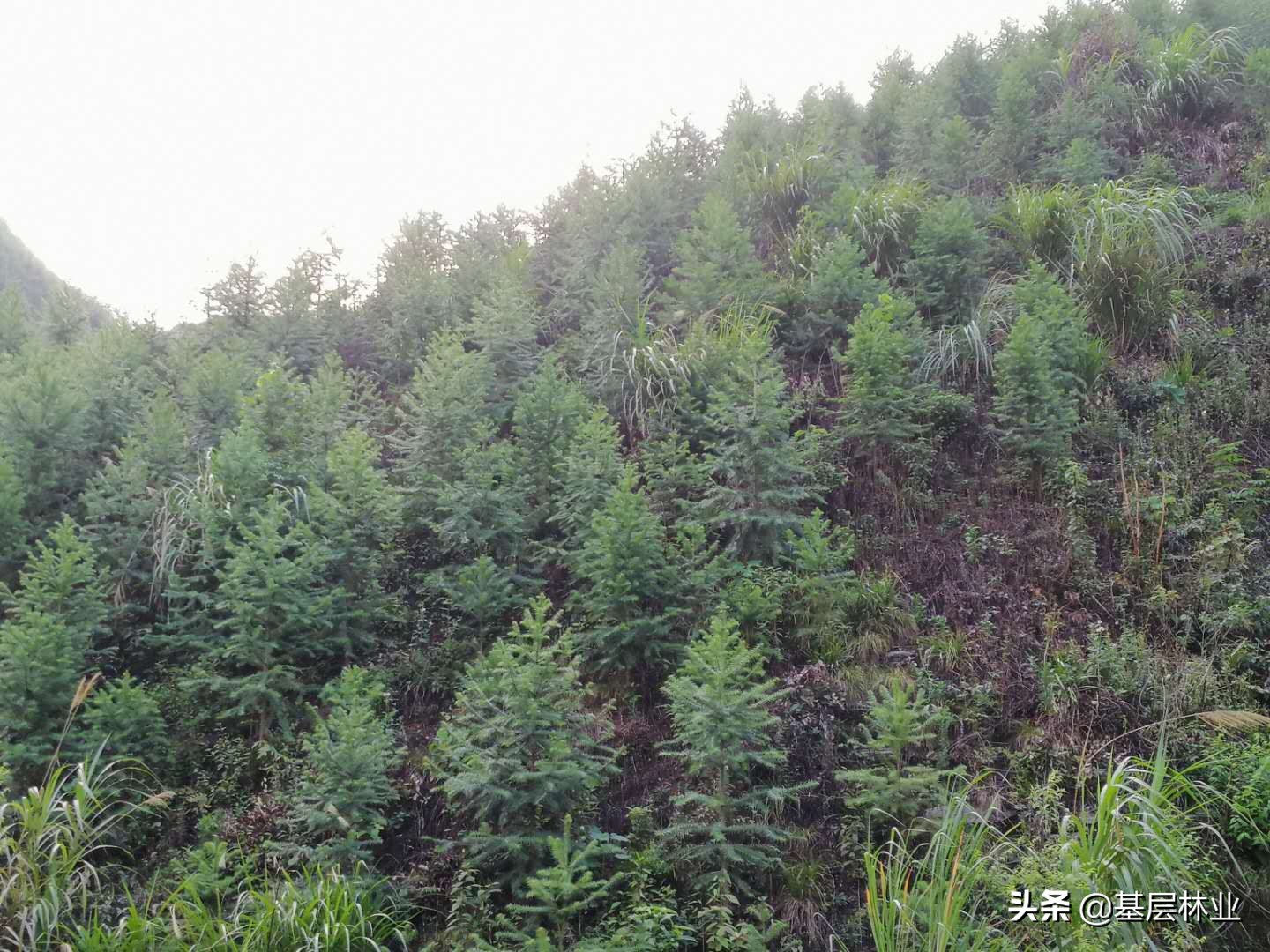 三大优势助力,三大优势让他成香饽饽