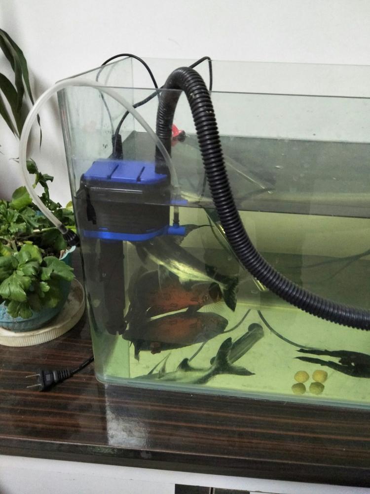 新手养金鱼多大的鱼缸最合适,养金鱼的鱼缸需要什么配置