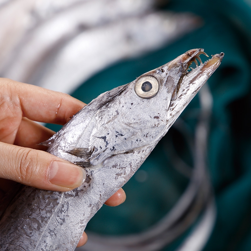 鲜带鱼和冻带鱼哪个贵,带鱼大还是小好吃