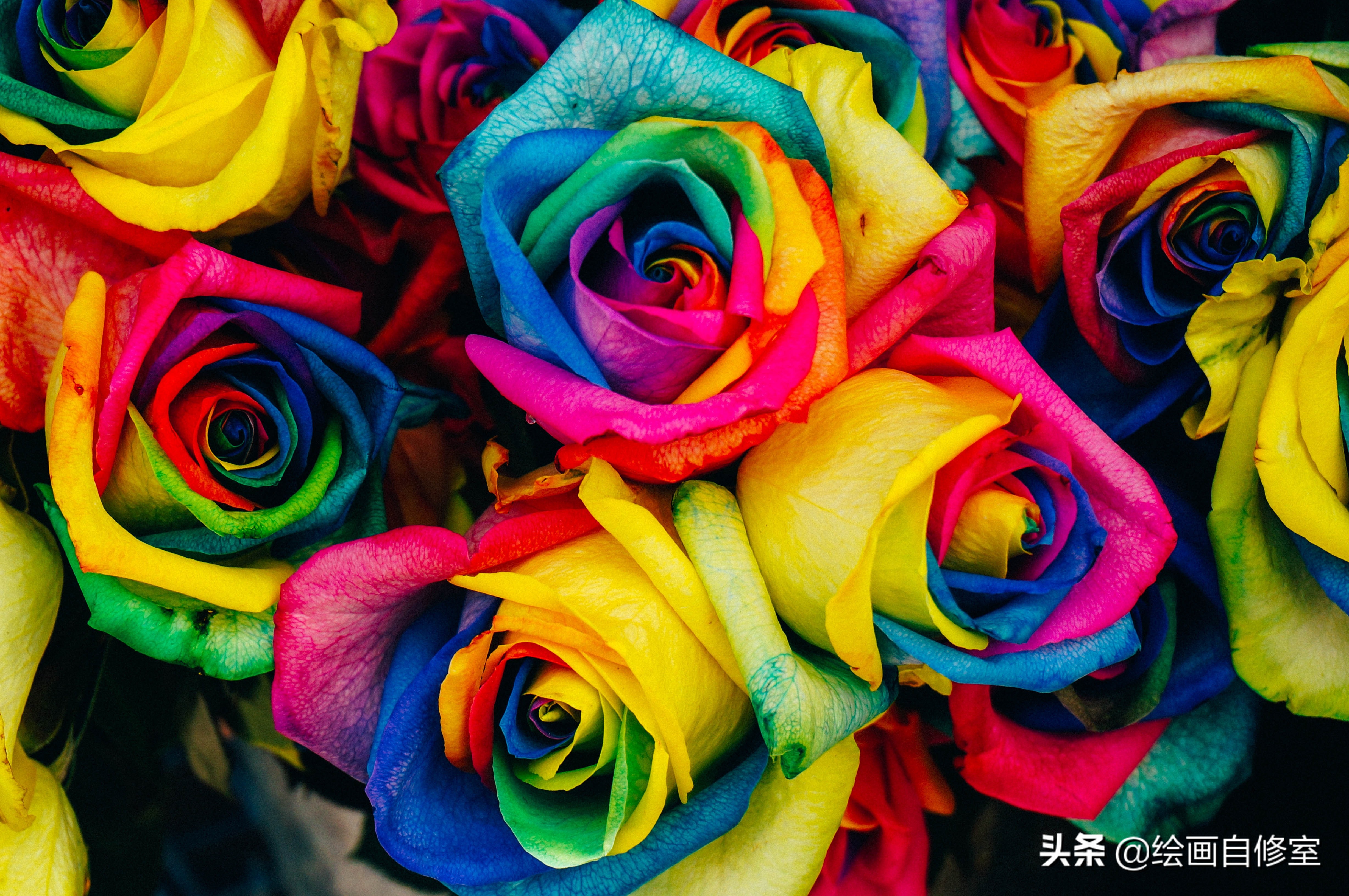 情人节手绘玫瑰花图,情人节花束手绘蓝玫瑰