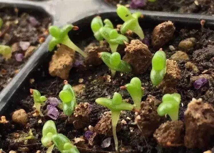 泥炭土发霉长毛,多肉土上发霉是怎么回事