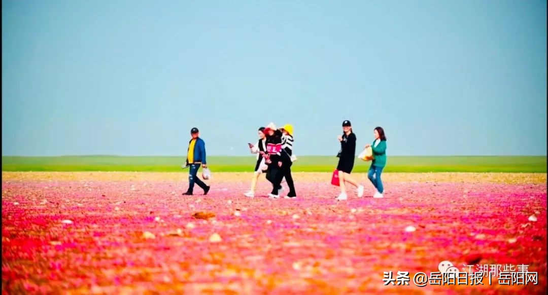 失踪8年的东洞庭湖湿地“秘境”——“紫海香堤”，回来了