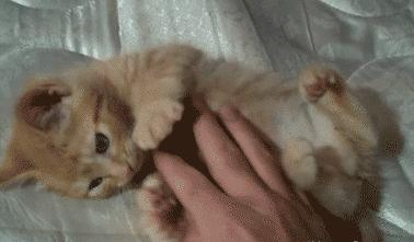 猫咪丢了最快找猫咪的方法,找回猫咪后应该怎么办