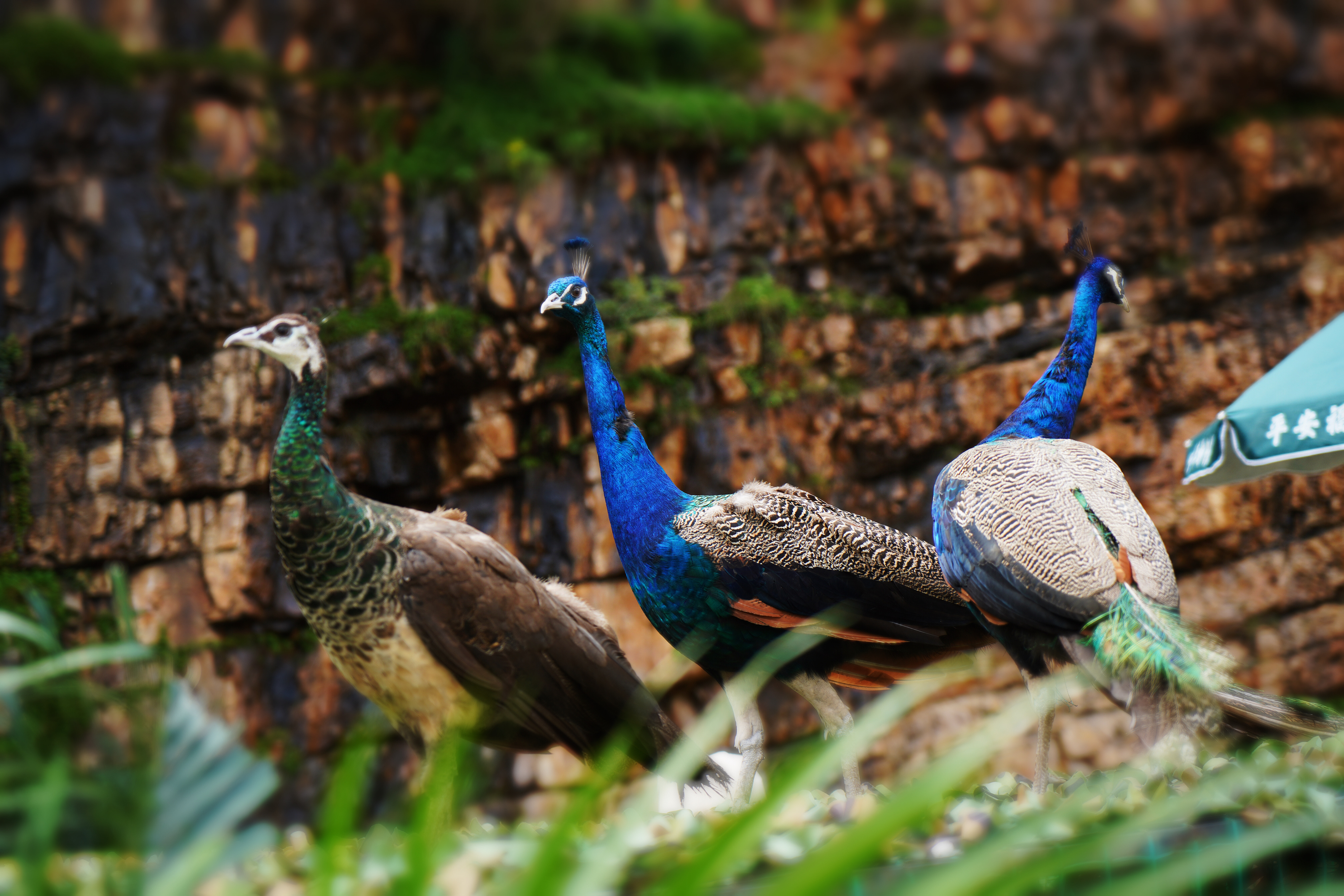 天津蓟州车神架景点视频,国庆天津车神架风景区打卡攻略