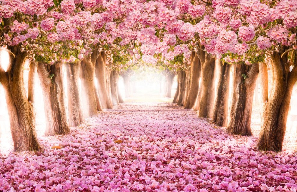 落花唯美诗词精选,美到极致的现代落花的诗句