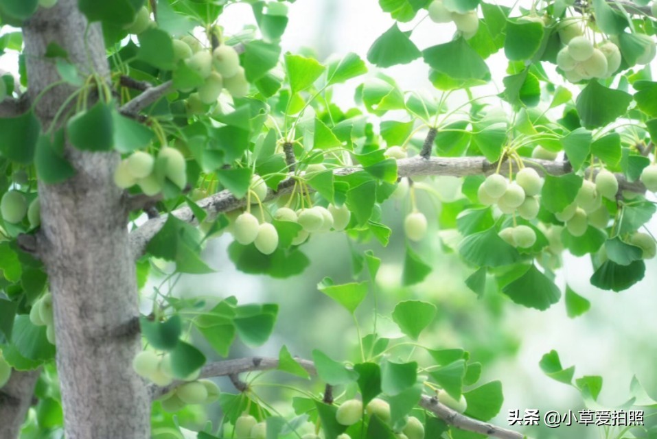 威海羊亭在哪里,威海羊亭花店
