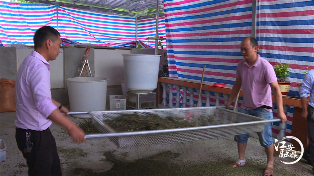 江安县阳春镇凤凰村：漫山遍野花椒香为民铺就致富路