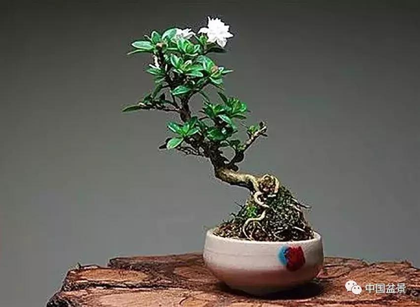 盆景植物最好养的,好养易活的盆景植物有哪些