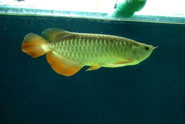 金龙鱼和红龙鱼怎么挑选,红龙鱼和金龙鱼怎样选品种