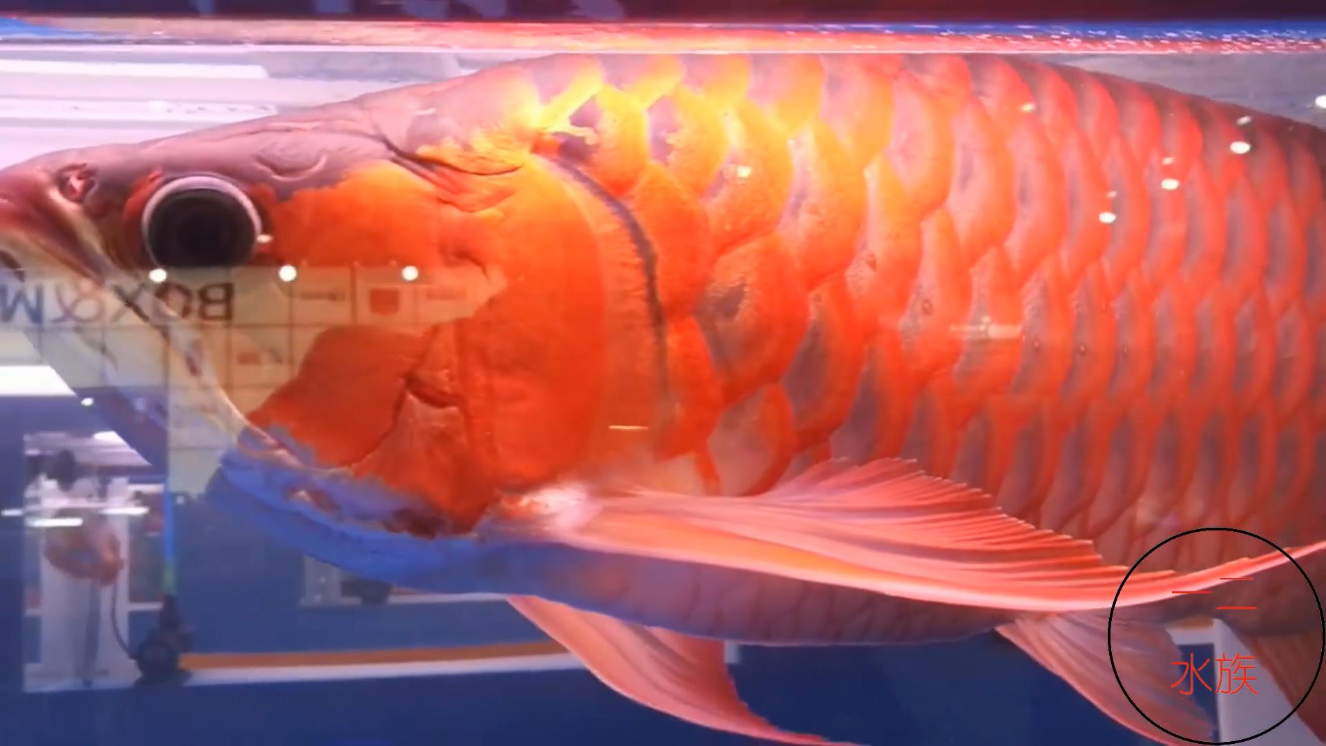 酸奶能让鱼缸水变清澈,鱼缸里放酸奶有什么效果