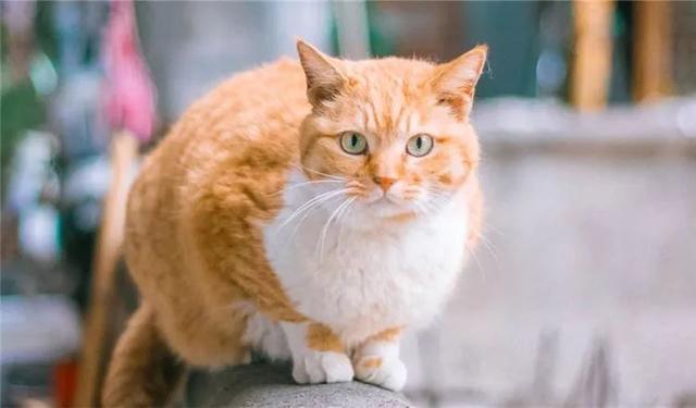为什么狗狗会对猫很好,狗狗养猫的好处和坏处