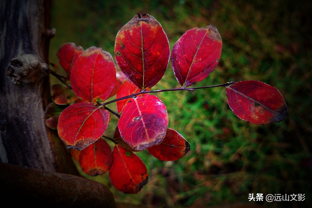 索尼黑卡二怎么拍,索尼黑卡2大光圈拍视频